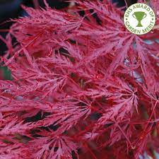Acer pal. Inaba-shidare - Image 2