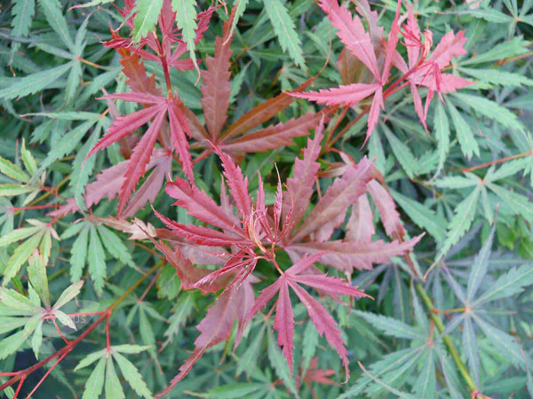 Acer pal. Jerre Schwartz