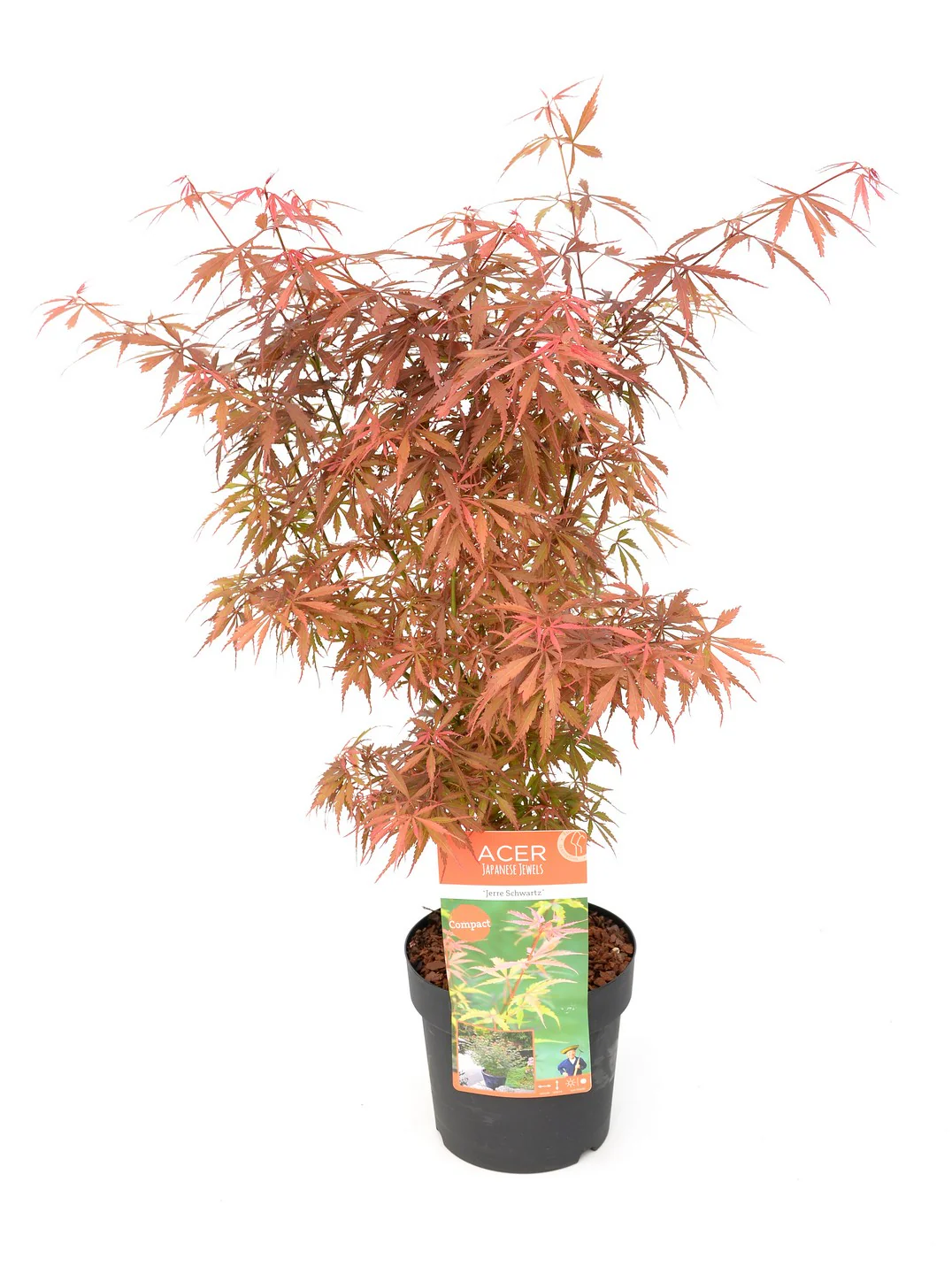 Acer pal. Jerre Schwartz - Image 2