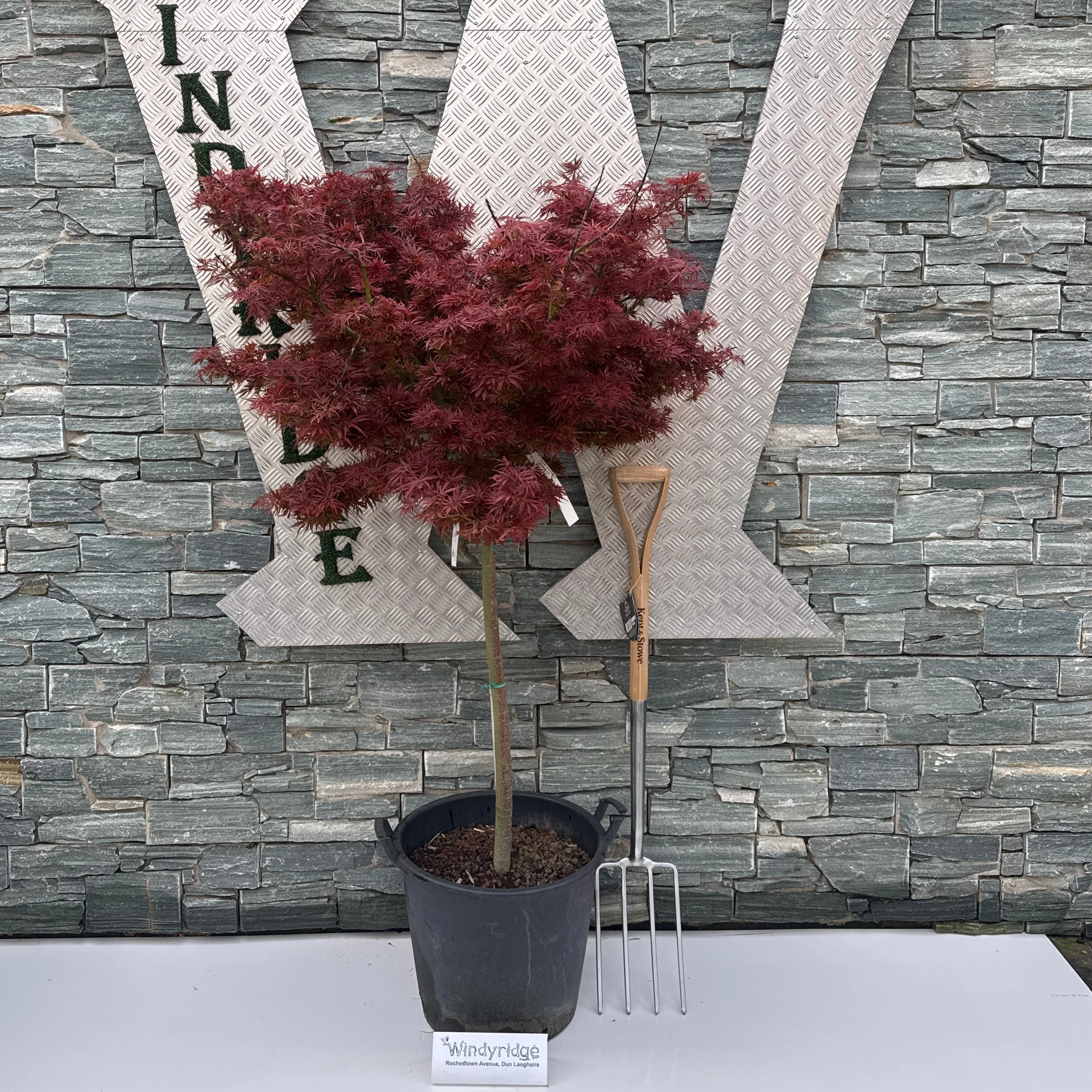 Acer pal. Jerre Schwartz C 50 Half-Standard 12/14
