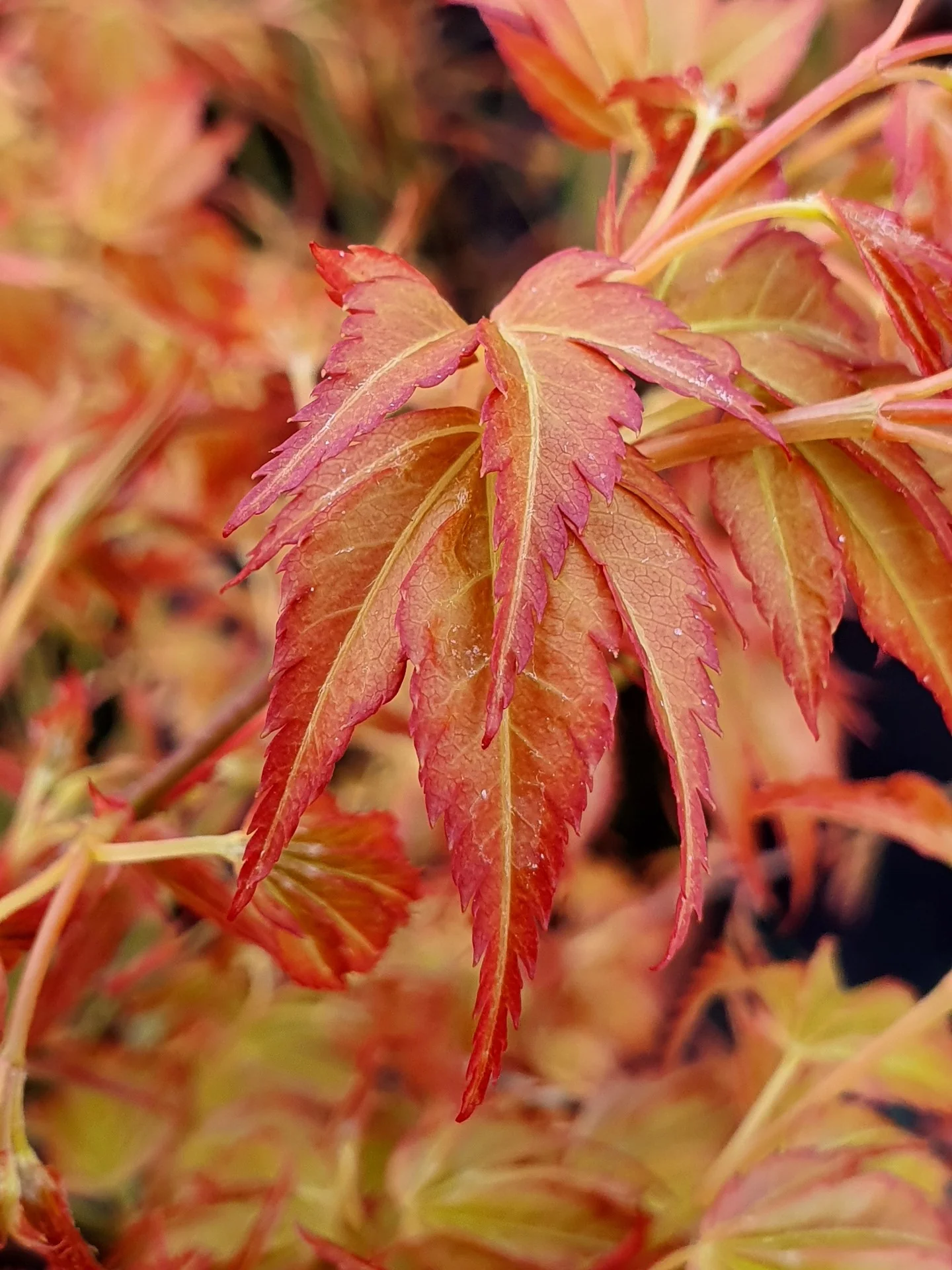 Acer pal. Katsura