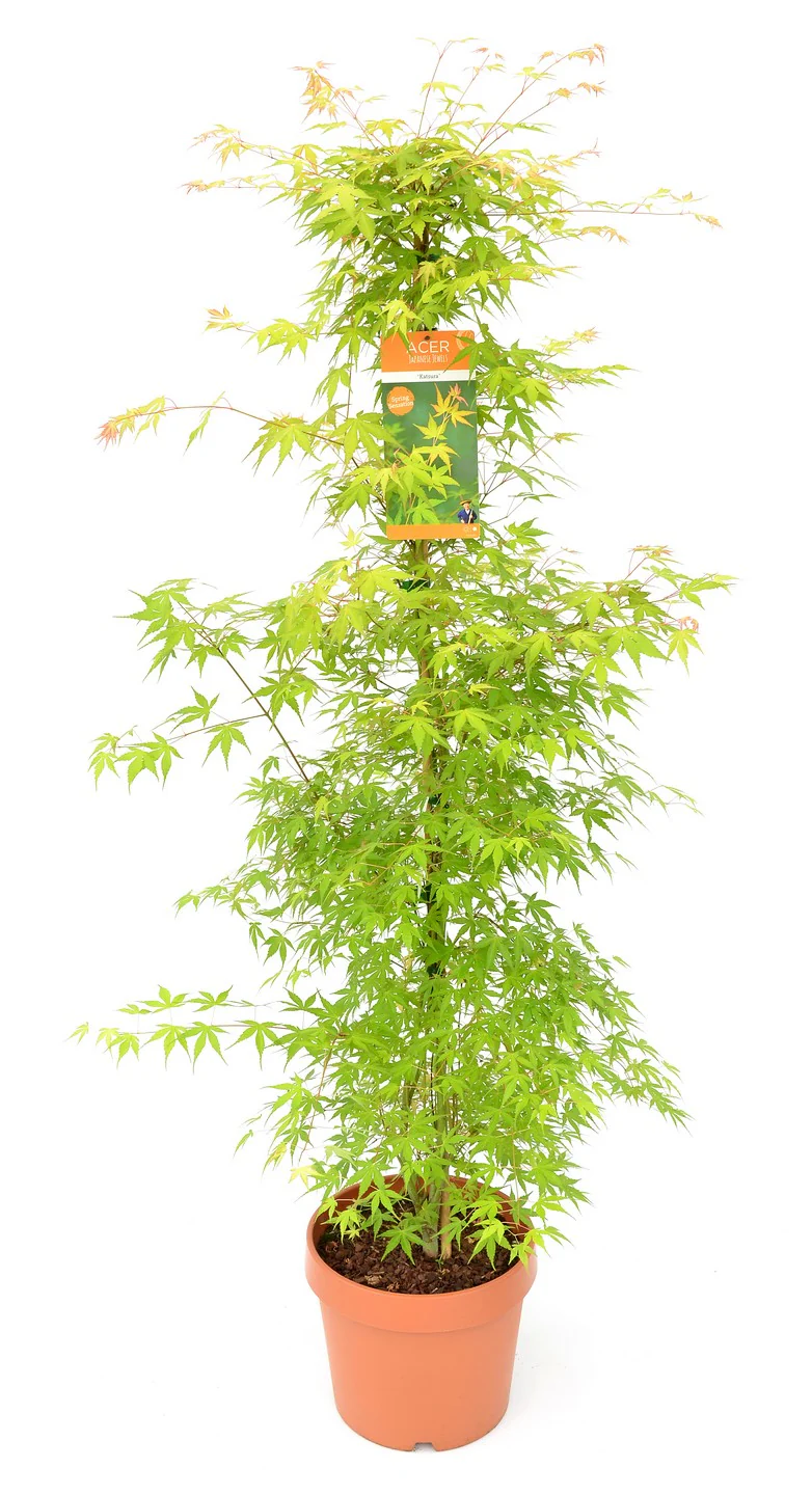 Acer pal. Katsura - Image 2