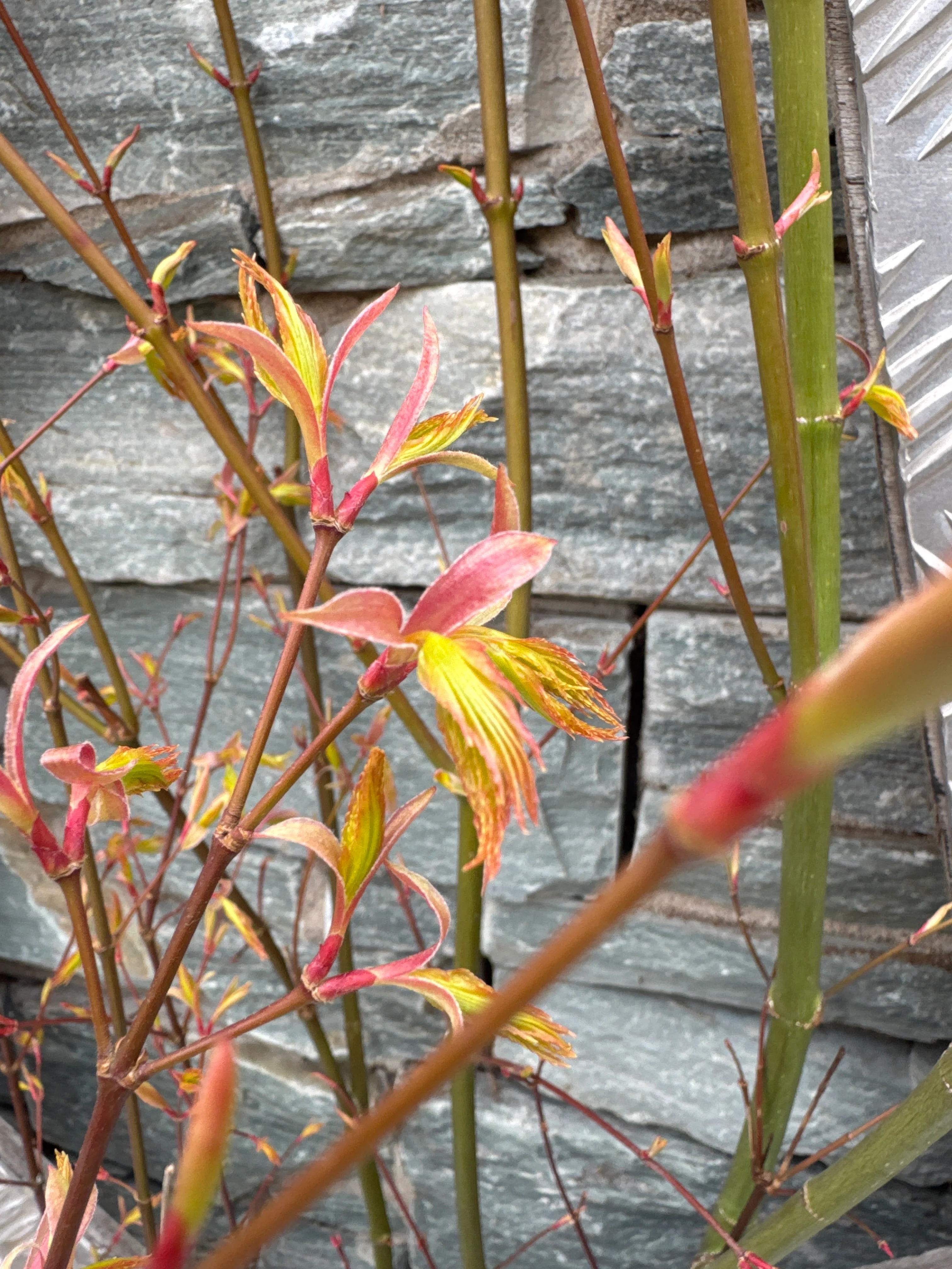 Acer pal. Orange Dream 100-125 cm Deco 15L. bush - Image 3