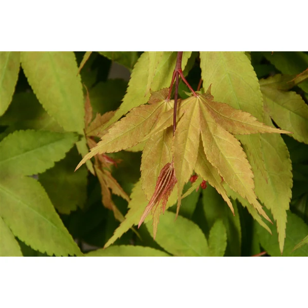Acer pal. Osakazuki - Image 4