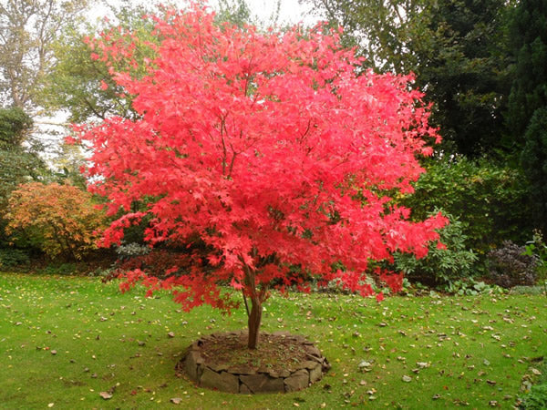 Acer pal. Osakazuki - Image 3