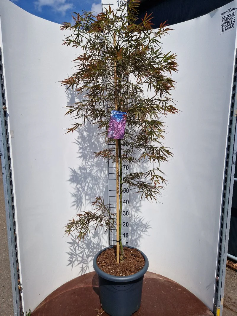 Acer pal. Red Pygmy (150-175 cm 25L) - Image 2