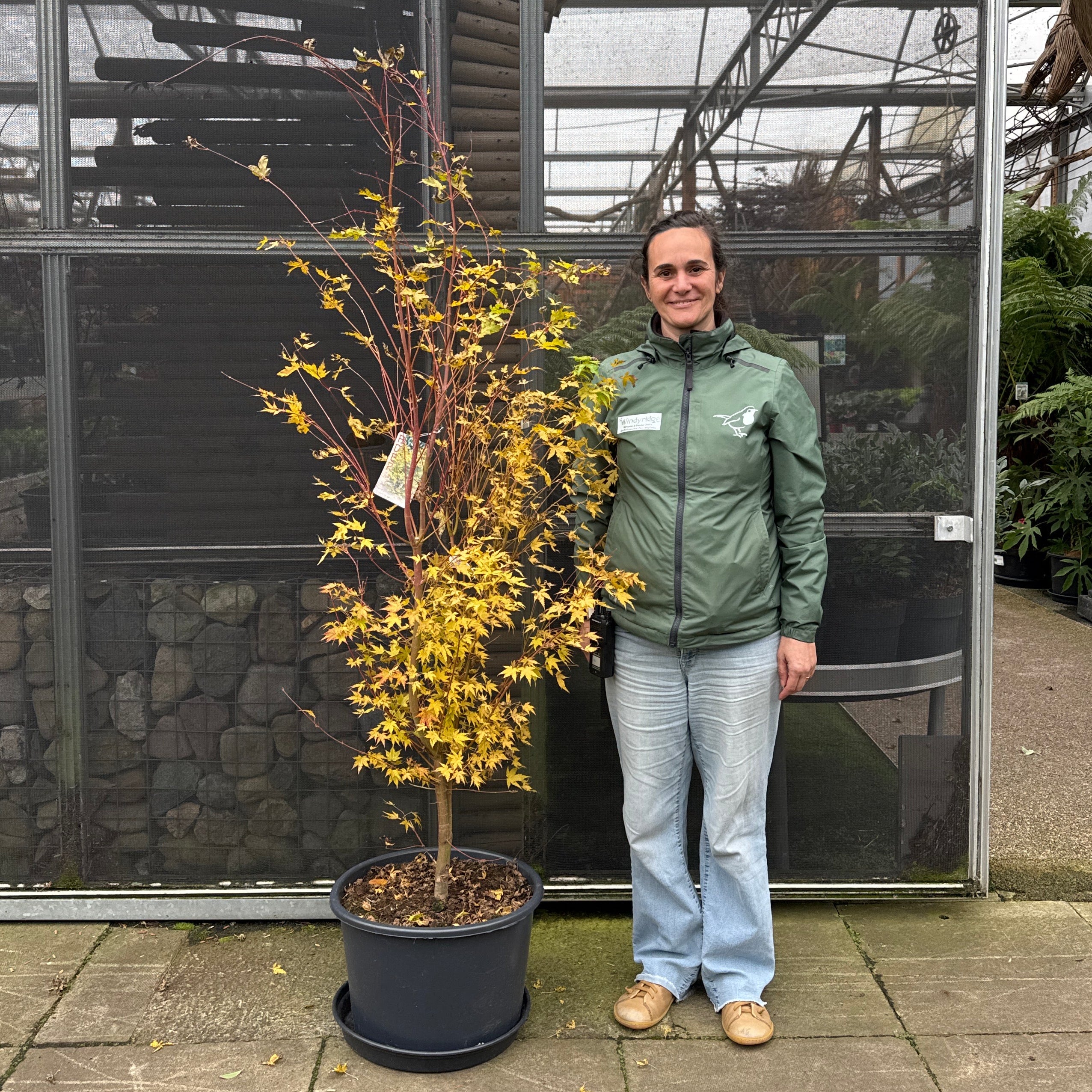 Acer pal. Sangokaku