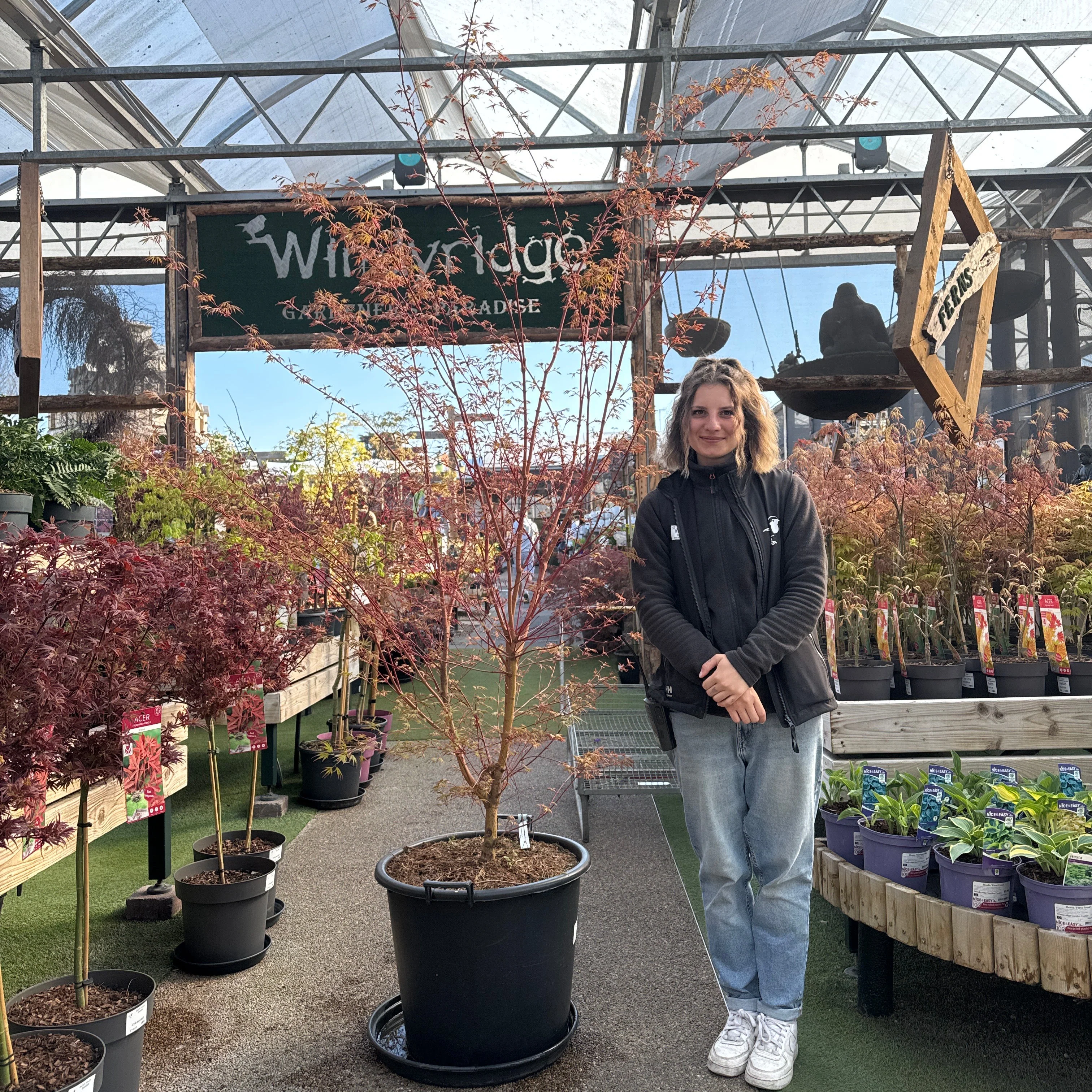 Acer pal. Sangokaku 175-200 cm 75L Specimen