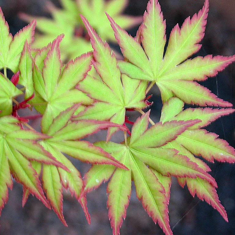 Acer pal. Sangokaku 175-200 cm 75L Specimen - Image 2