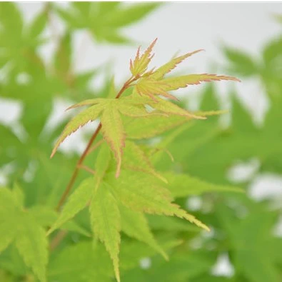 Acer pal. Sangokaku