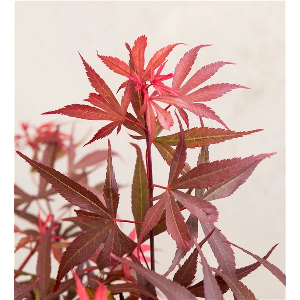 Acer pal. Shaina - Image 5