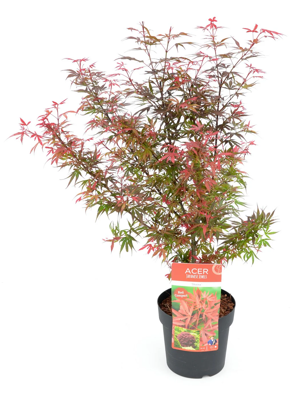 Acer pal. Shaina / 3 Ltr pot - Image 4