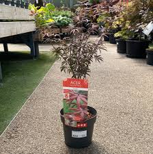 Acer pal. Starfish - Image 2