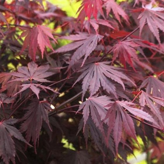 Acer pal. Yasemin (60-80 cm 10L) - Image 2
