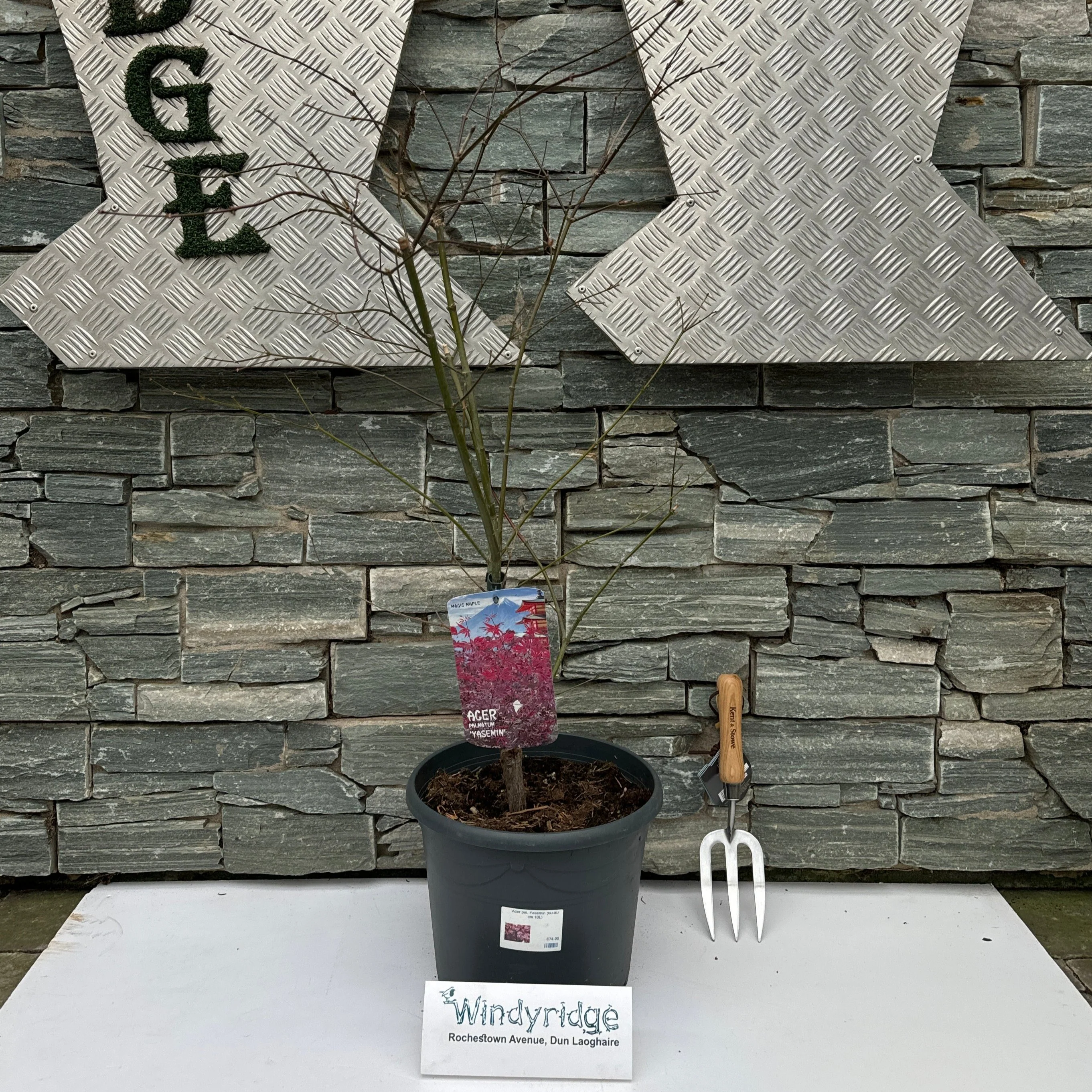 Acer pal. Yasemin (60-80 cm 10L) - Image 3