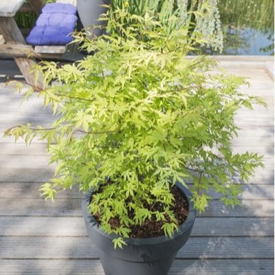 Acer palm. Anne Irene