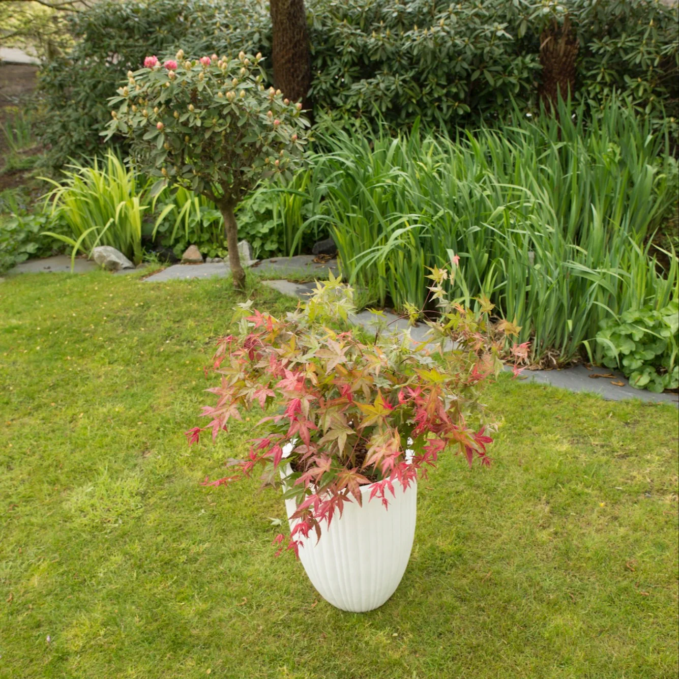 Acer palm. Beni-maiko - Image 3