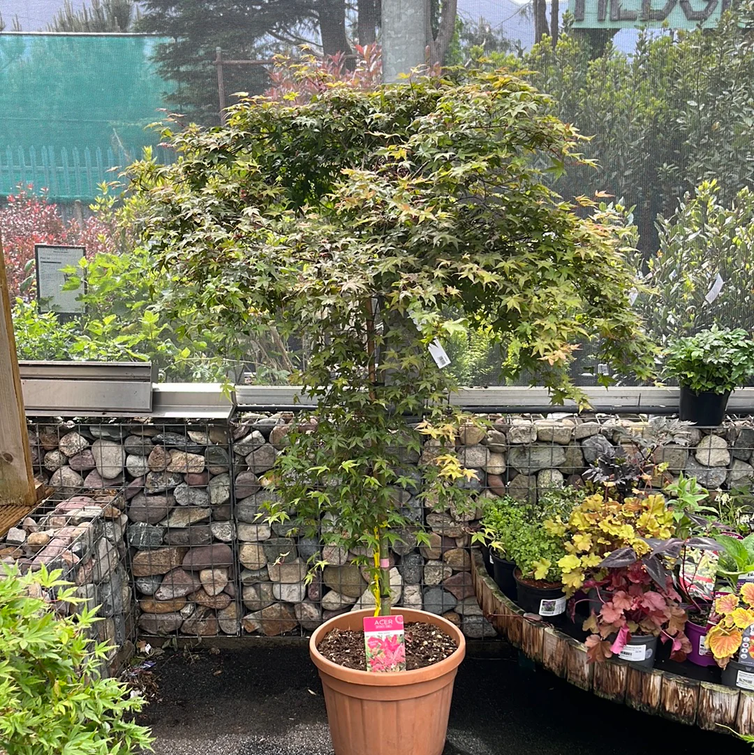 ACER PALM.BENI-MAIKO CLT 45 TRONCO 90 CM 1/2 STD CHIOMA 80 - 100 CM - Image 3