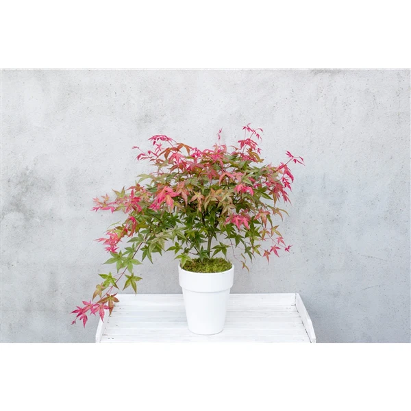 Acer palm Benimaiko - Image 6