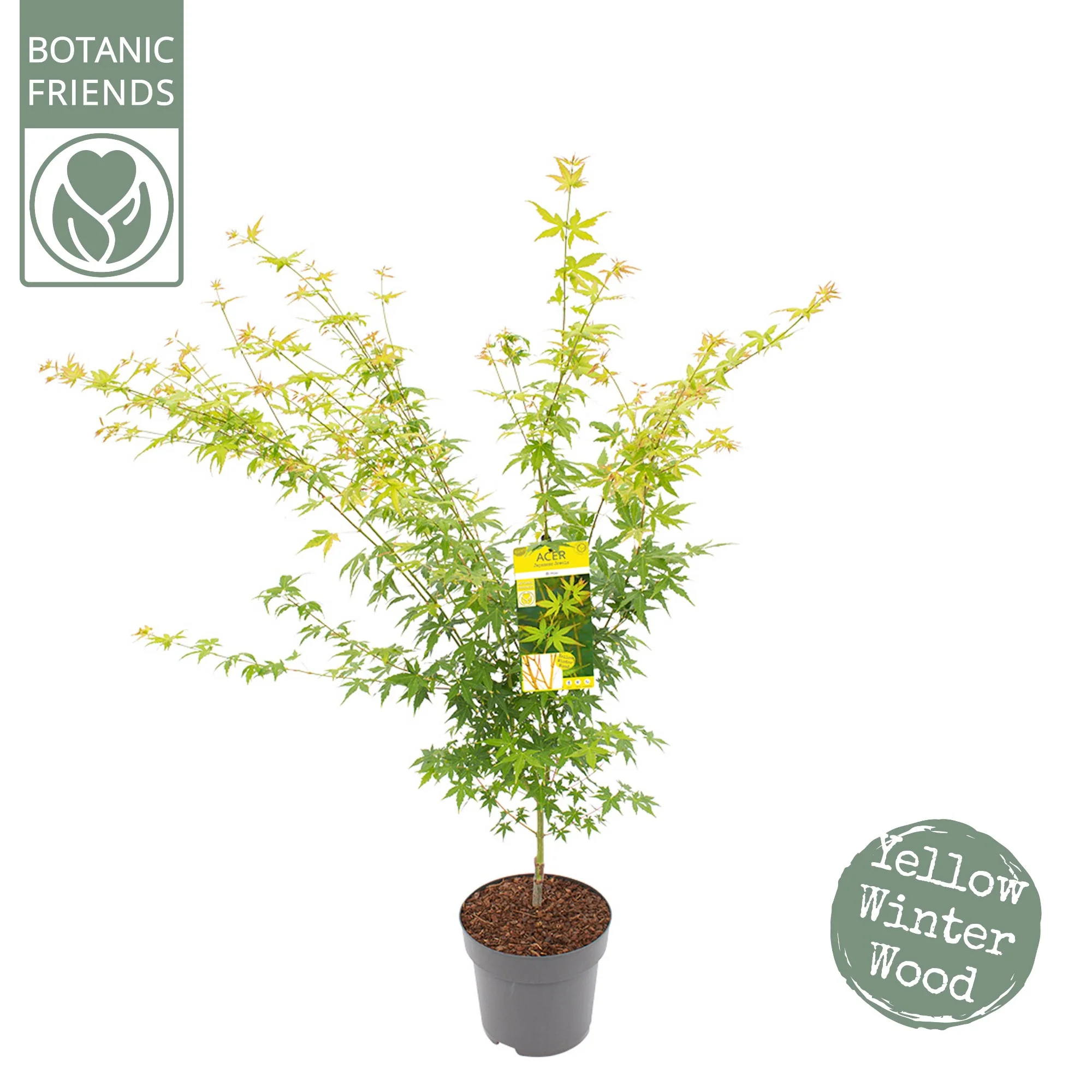 Acer palm. Bi hoo - Image 4