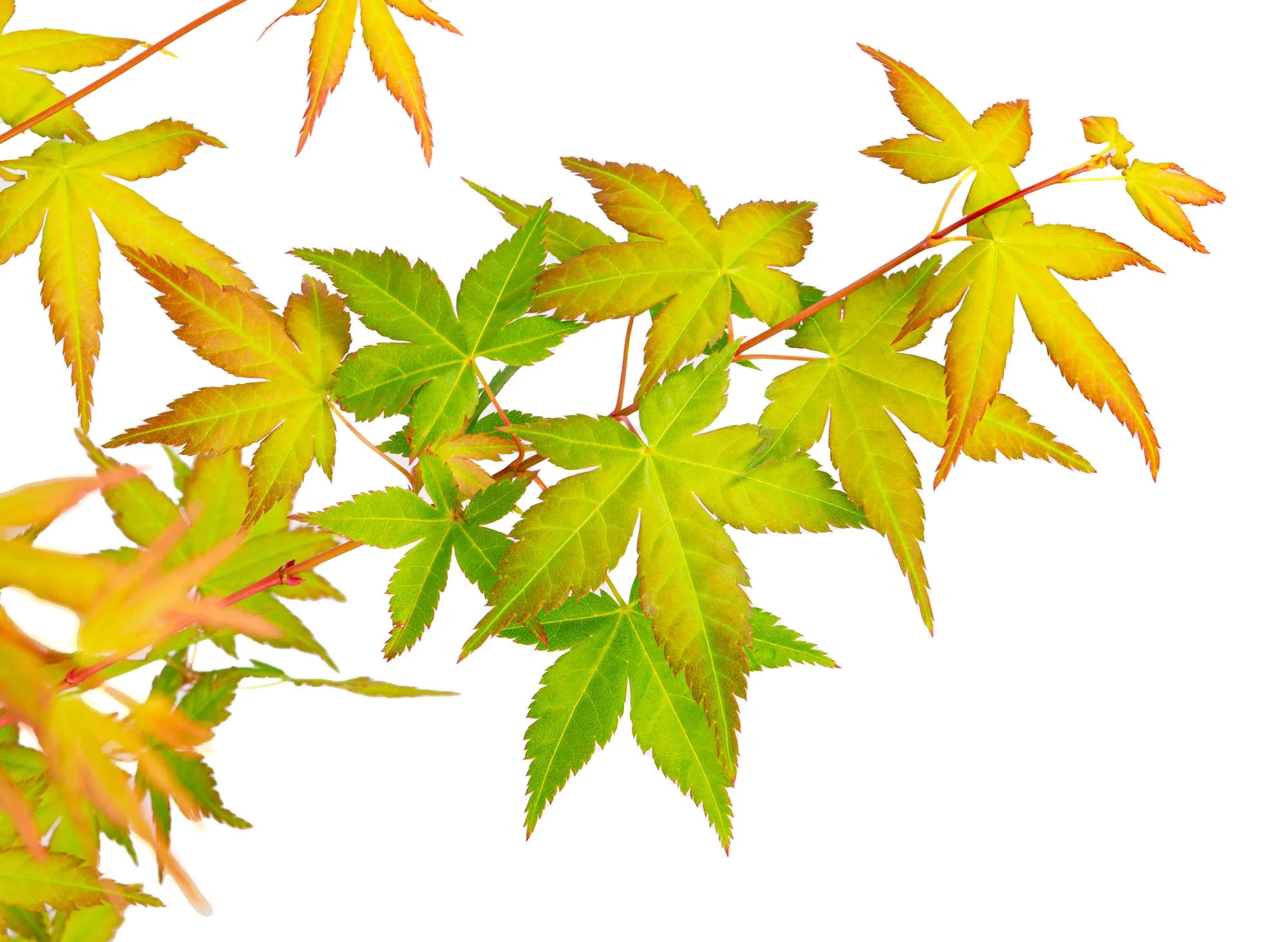 Acer palm. Bi hoo - Image 5
