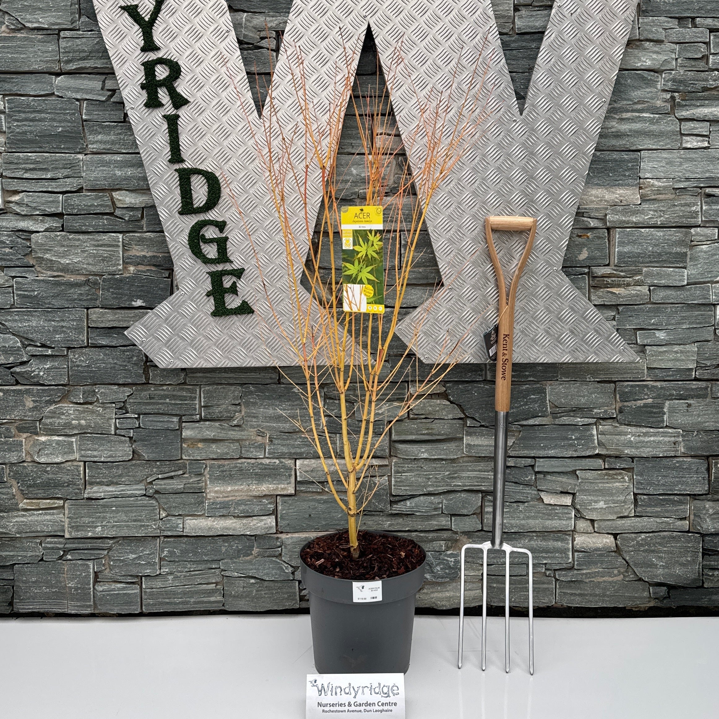 ACER PALM. BI HOO