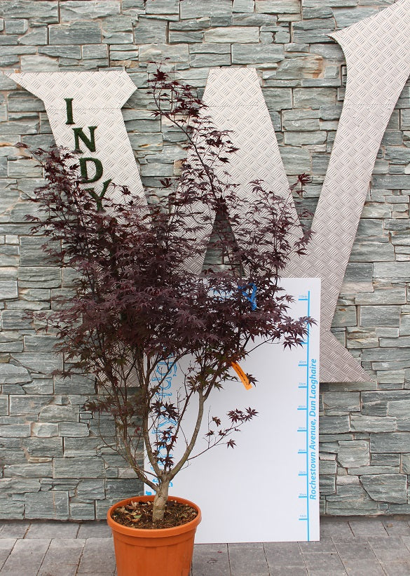 ACER PALM. BLOODGOOD CLT 25 H 125 - 150 CM
