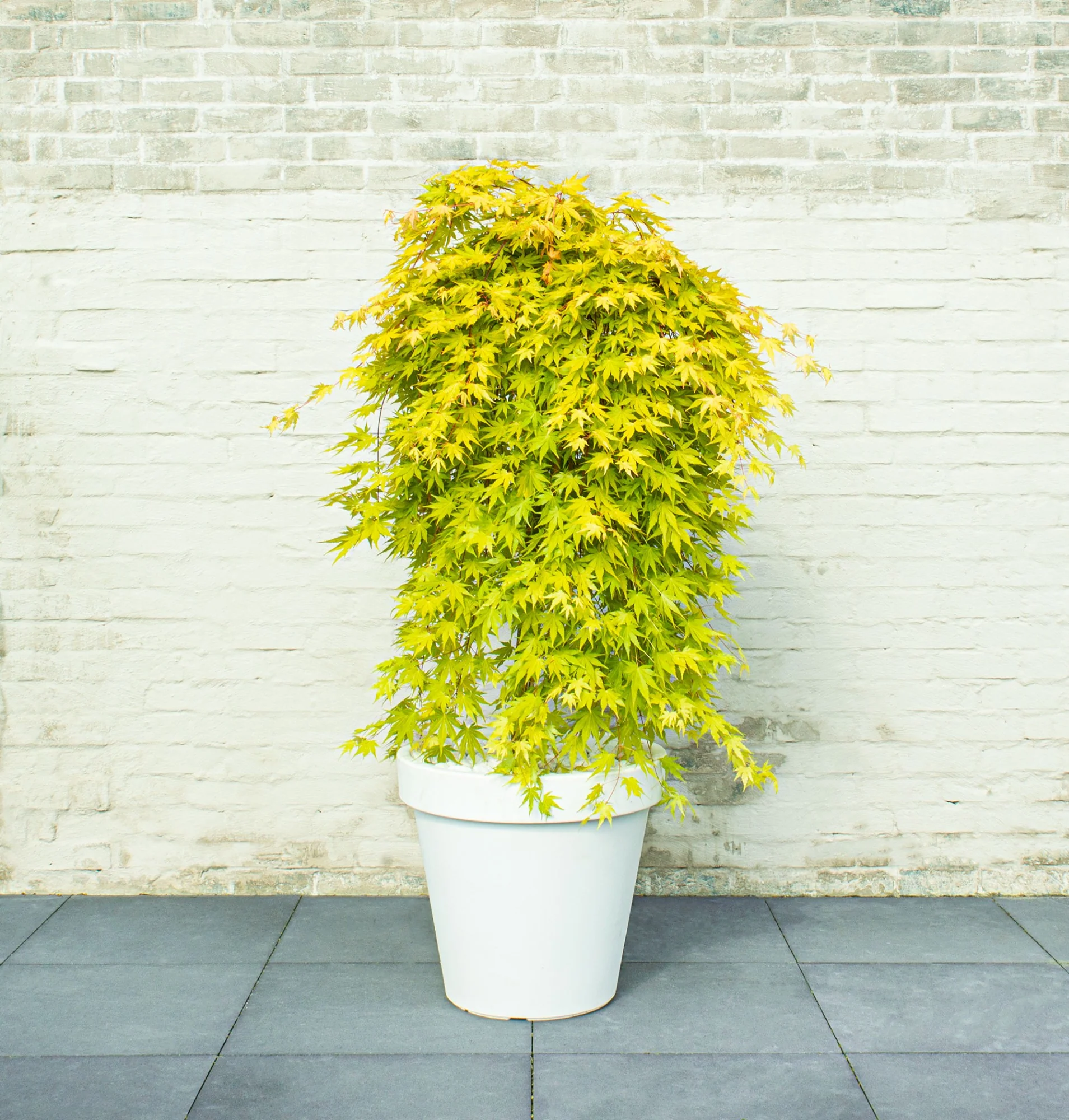 ACER PALM.  CASCADE GOLD  (PBR) - Image 5
