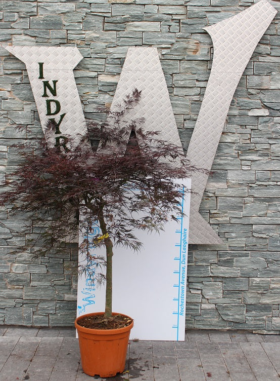 ACER PALM.DISS. INABASHIDARE CLT 20    CHIOMA 60 - 80 CM 1/2 STD - ONLY RED VARIETY