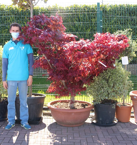 ACER PALM. FG1 (INN.) CIOTOLA 90 CLT 145 H 150 - 175 CM CESPUGLI FORTI