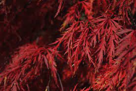 Acer palm. Inaba-shidare - Image 2