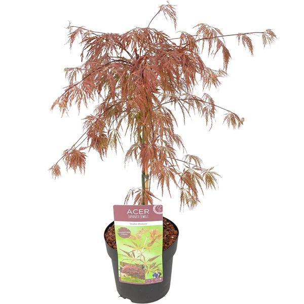 Acer palm. Inaba-shidare - Image 4