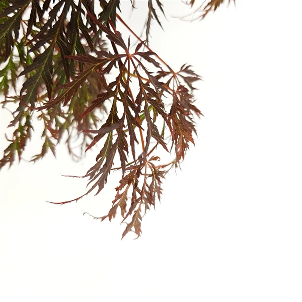 Acer palm. Inaba-shidare - Image 5