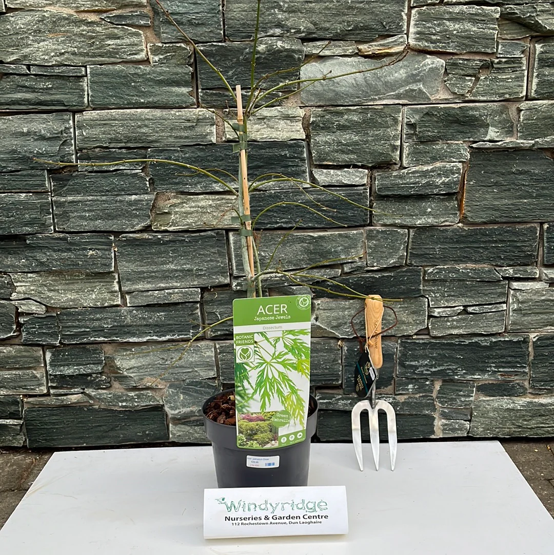 Acer palm. Inaba-shidare - Image 6