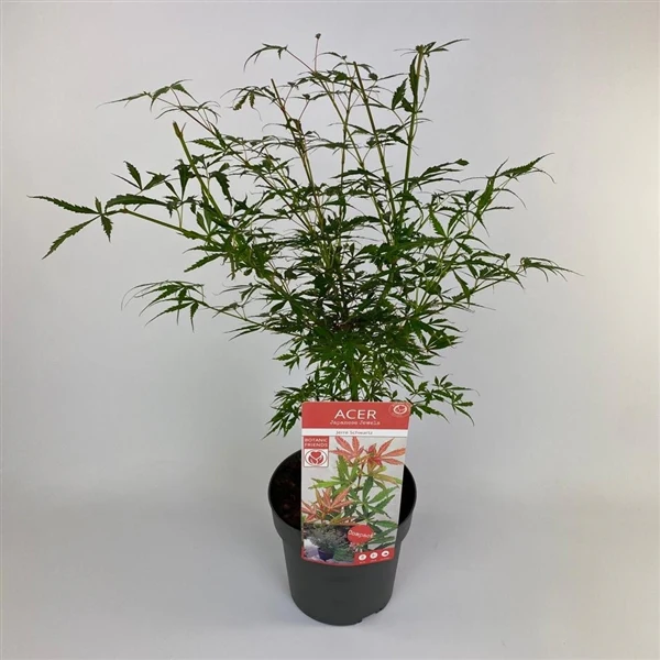 Acer Palm.  Jerre Schwartz - Image 2