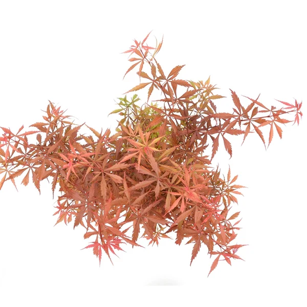 Acer Palm.  Jerre Schwartz - Image 4
