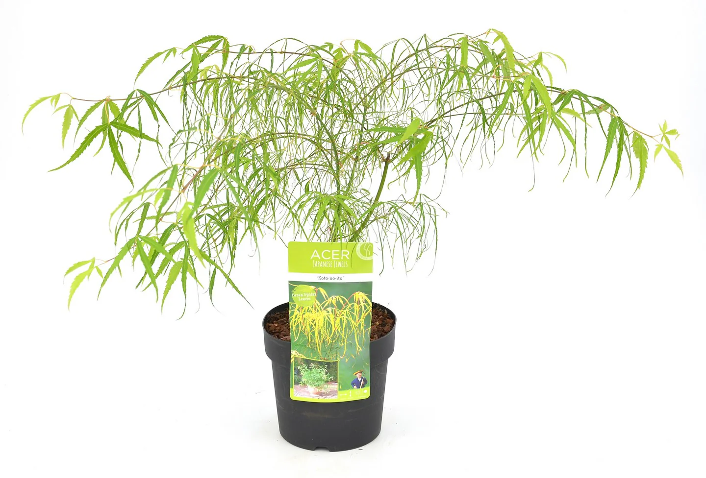 Acer palm. Koto no ito