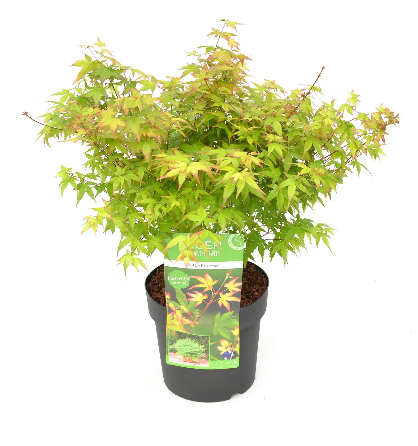 Acer palm. Little Princess