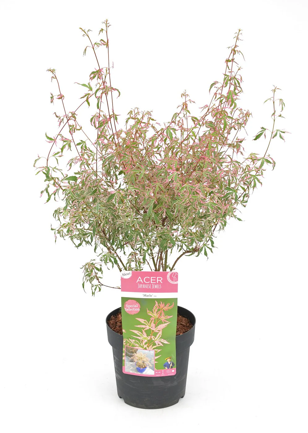 Acer palm. Marlo