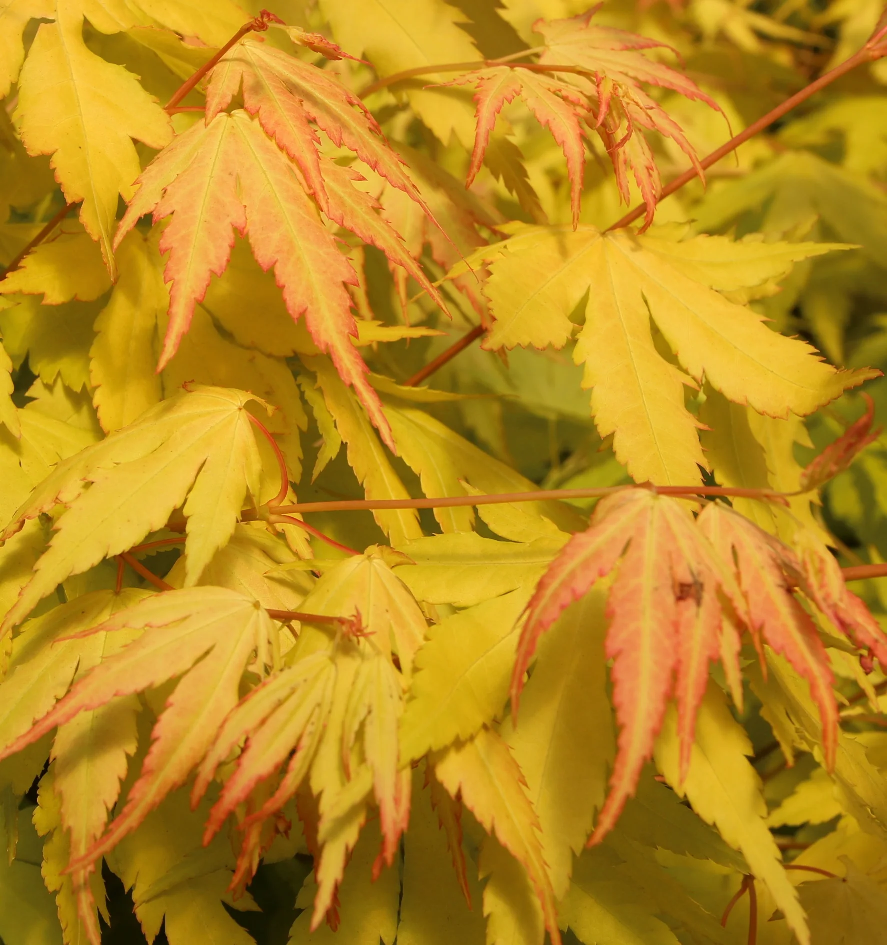 Acer palm. Orange Dream
