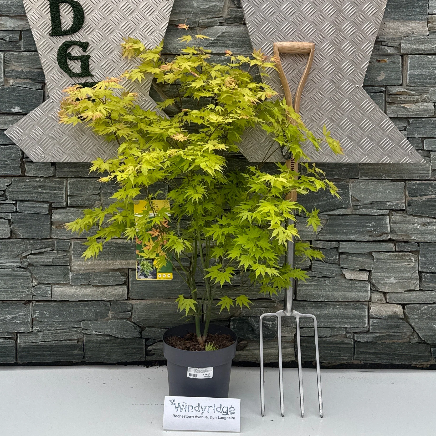 Acer palm. 'Orange Dream' C6.5