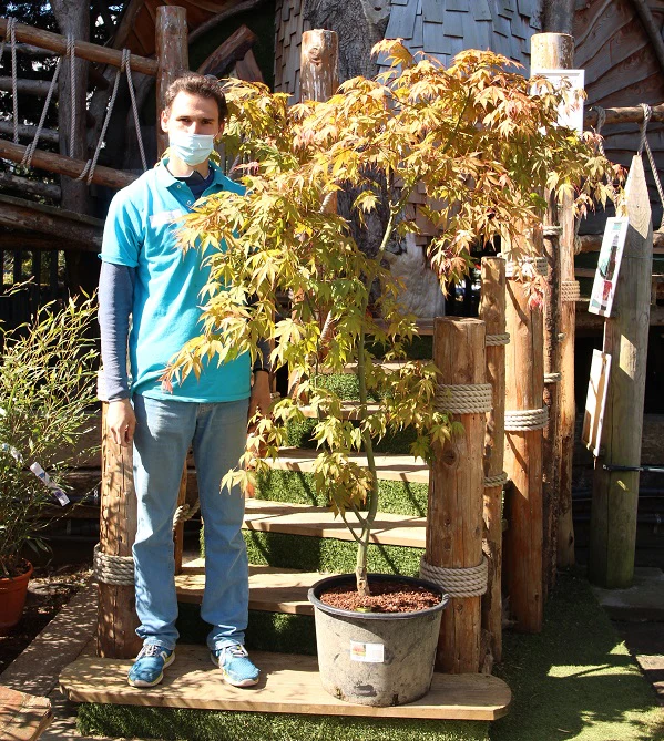 ACER palm. Osakazuki
