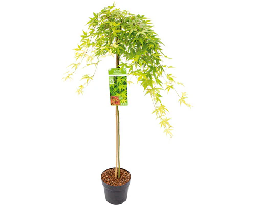 ACER PALM. RYU SEN (PENDULA) VASO ECO CLT 15 TRONCO 90 CM 1/2 STD