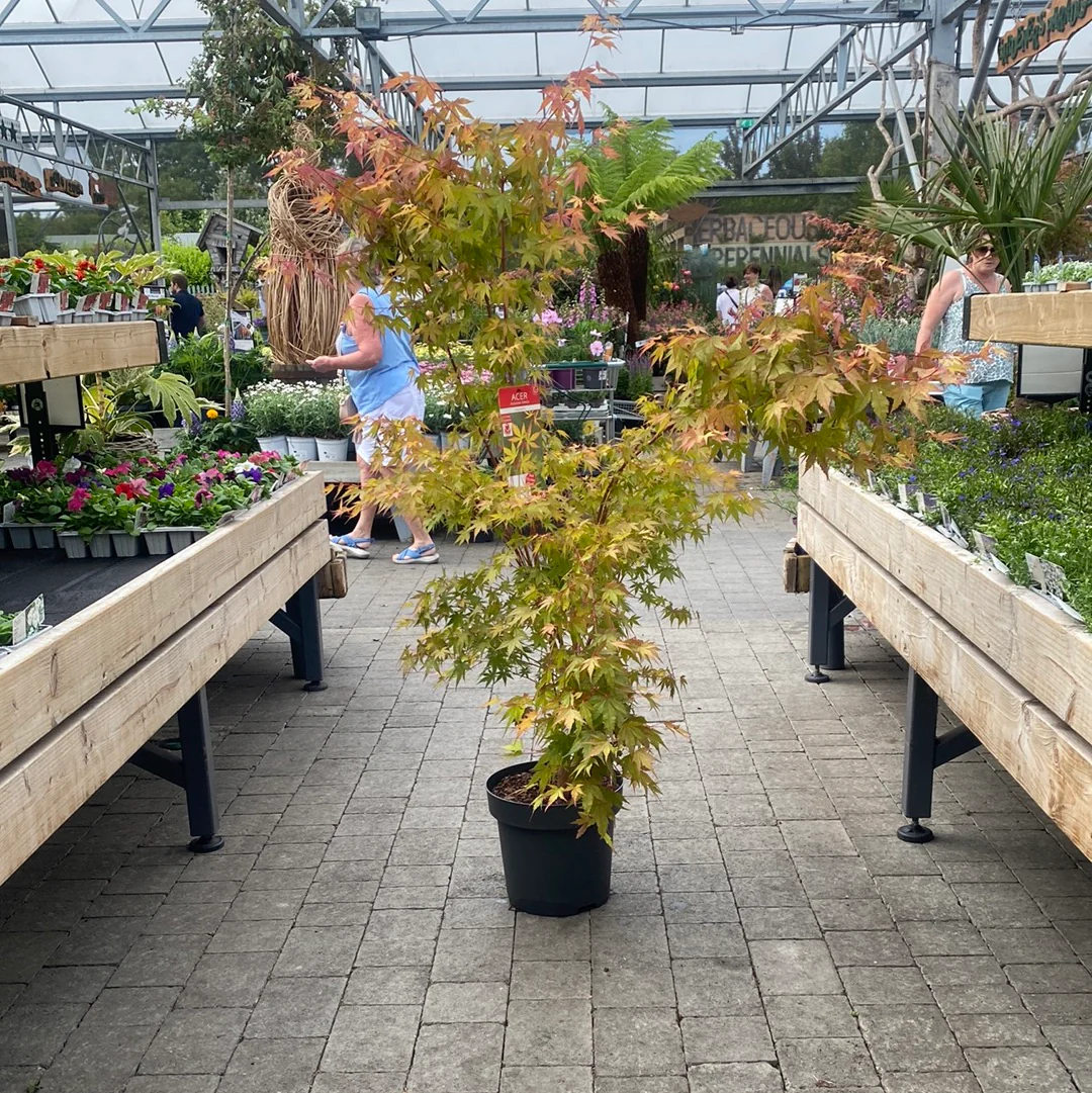 Acer palm. Sangokaku