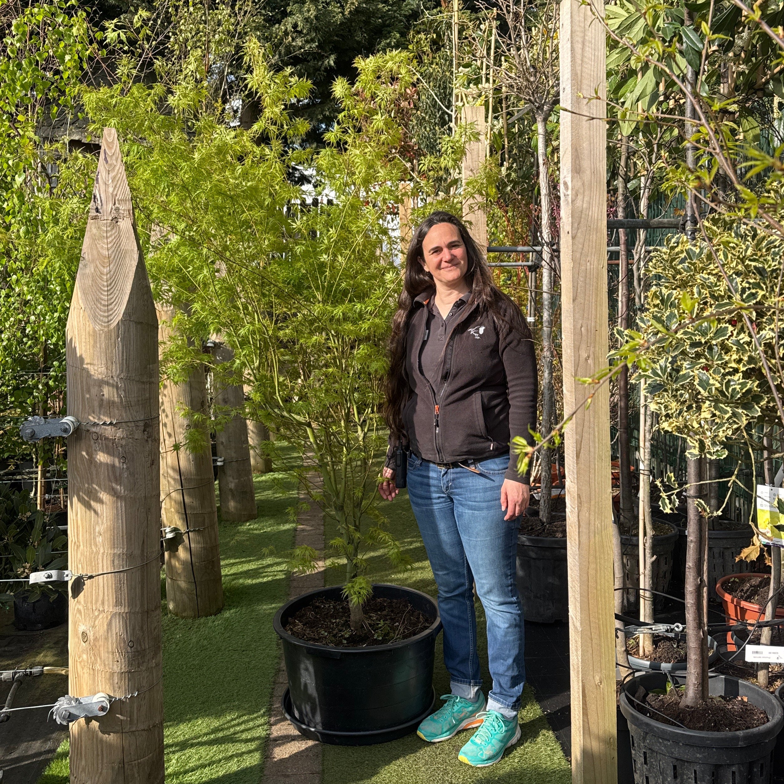 Acer palm. Seiryu 140-160 CM C65