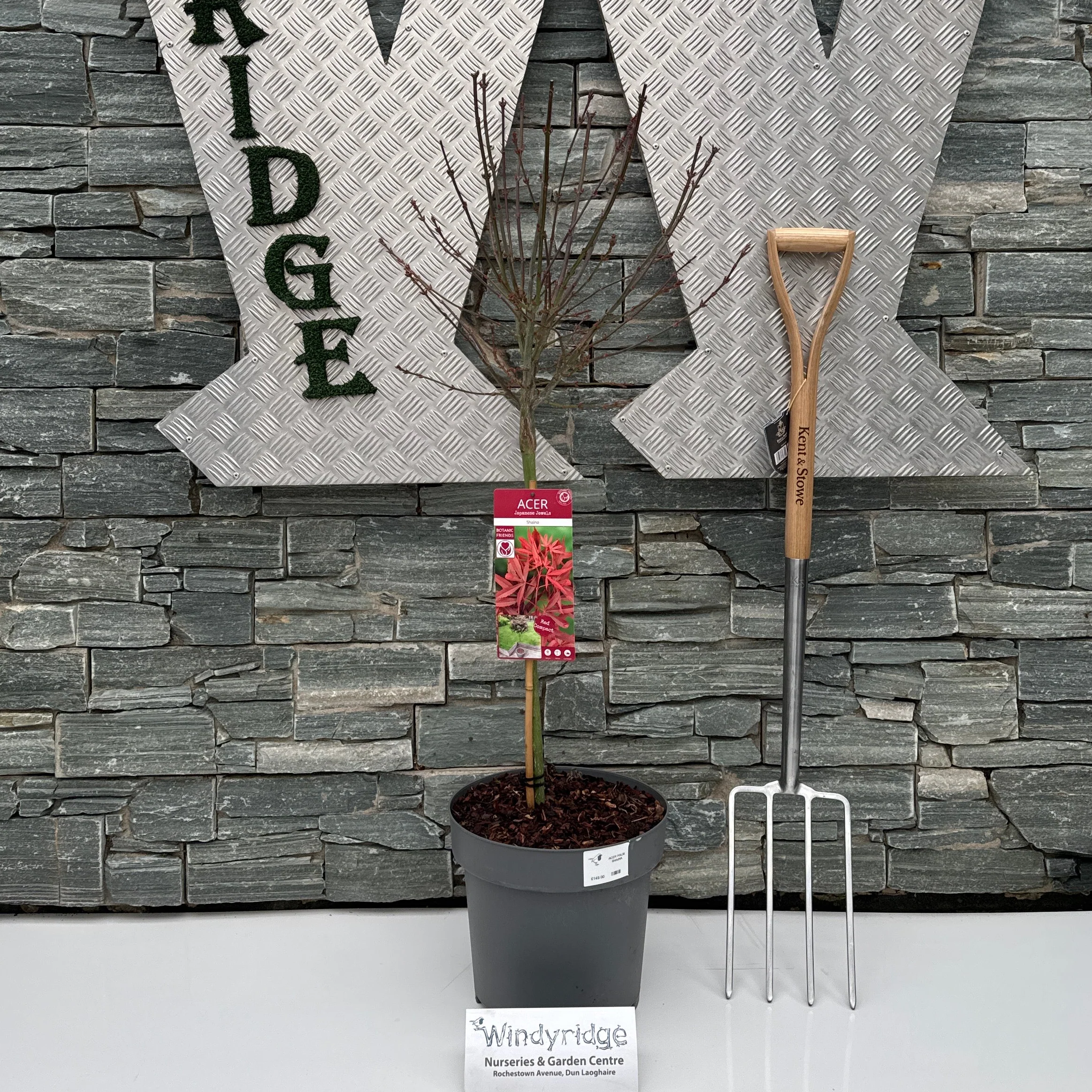 ACER PALM. SHAINA