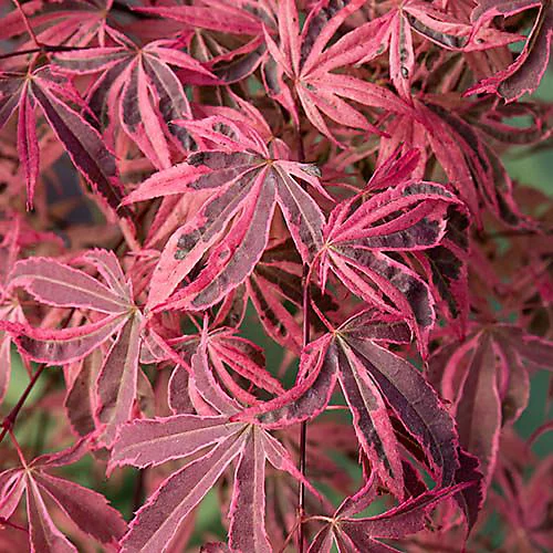 ACER PALM. SHIRAZZ - Image 2