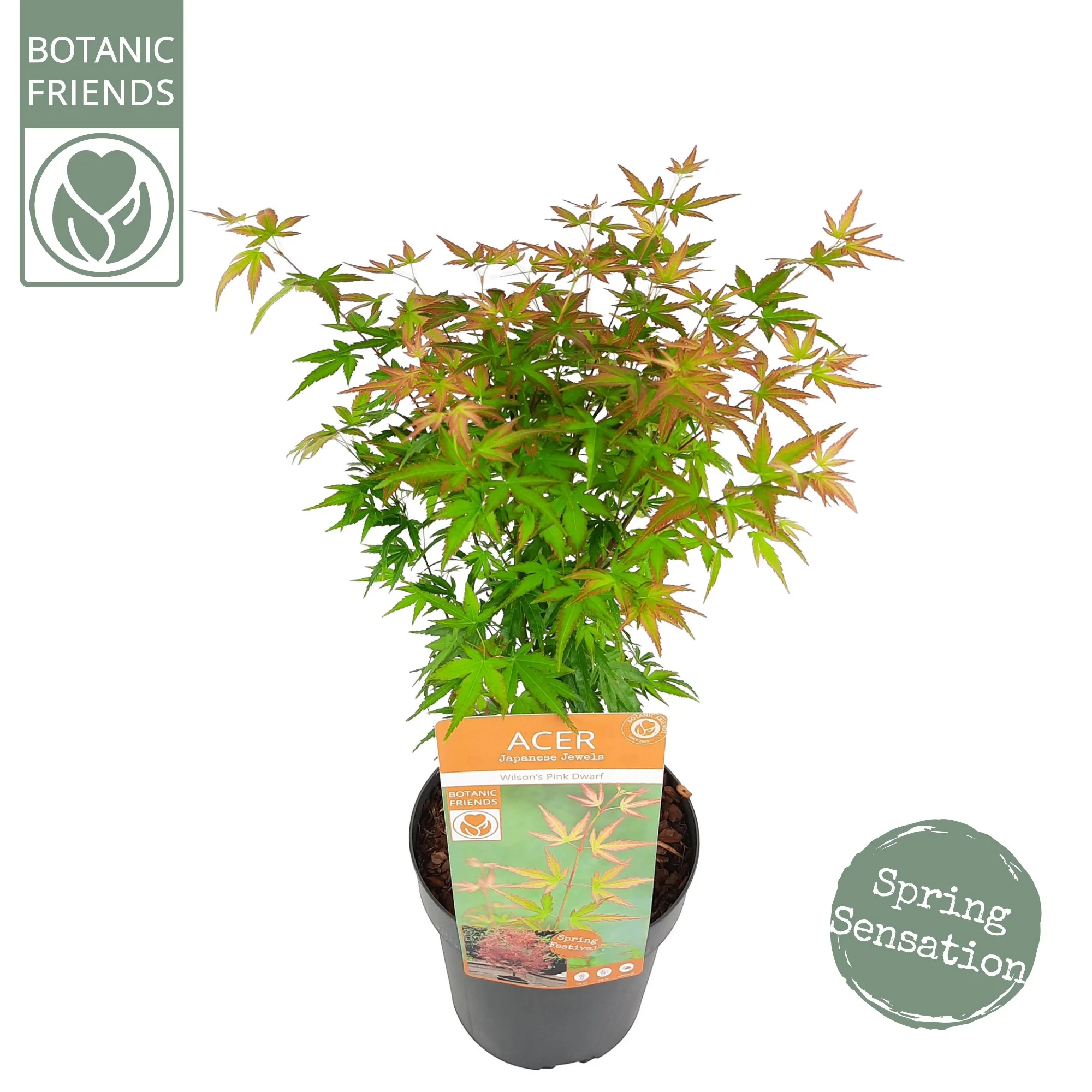 Acer palm Wilson Pink Dwarf - Image 3