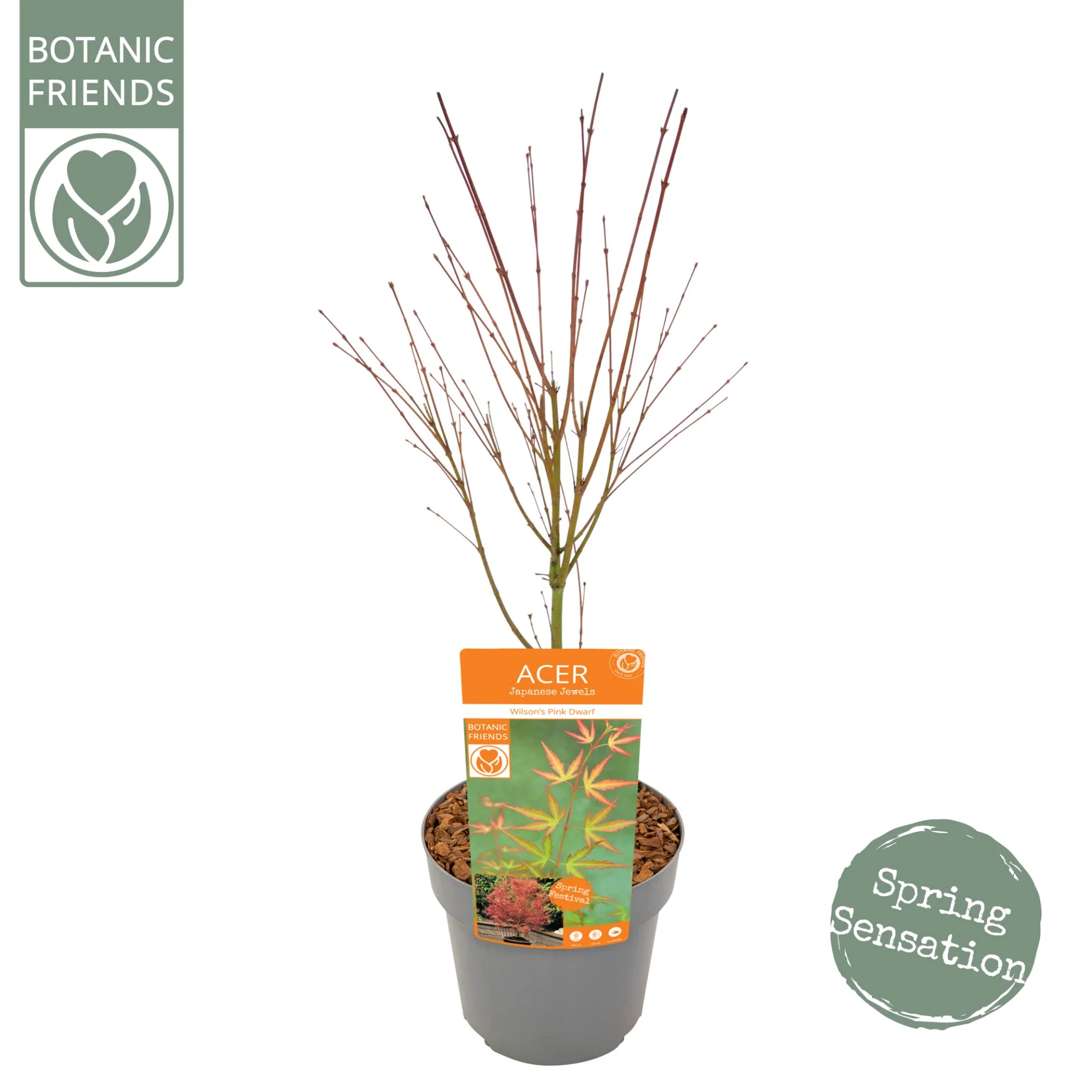 Acer palm Wilson Pink Dwarf - Image 6