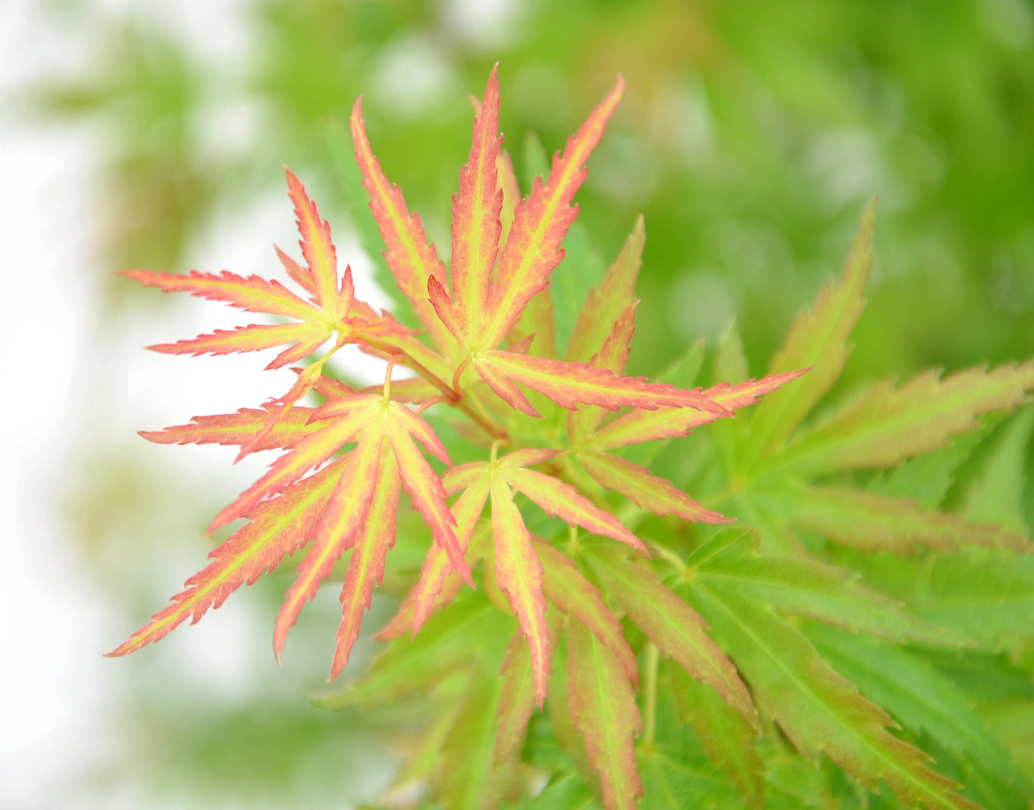Acer palm Wilson Pink Dwarf - Image 7